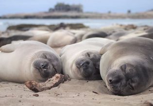 Βαθύς ύπνος: Γιατί οι θαλάσσιοι ελέφαντες κοιμούνται εκατοντάδες μέτρα από την επιφάνεια