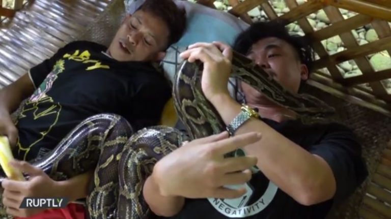 Φιλιππίνες: Μασάζ από πύθωνες σε φάρμα άγριων ζώων