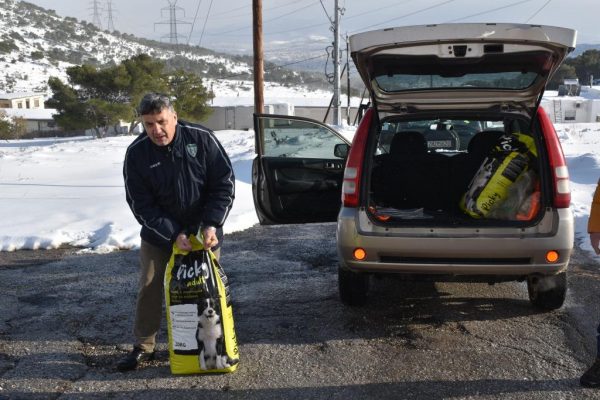 Δυο μόλις Δήμοι της χώρας φρόντισαν σχεδόν 600 αδέσποτα ζώα συντροφιάς