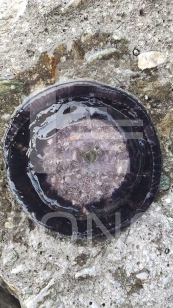 Κοπάδια από μαύρες μέδουσες γέμισαν τις θάλασσες του Πηλίου – Είναι επικίνδυνες;