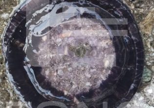 Κοπάδια από μαύρες μέδουσες γέμισαν τις θάλασσες του Πηλίου – Είναι επικίνδυνες;