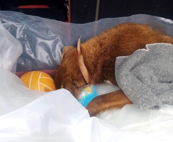 Σοκ: Ασυνείδητος χτύπησε και παράτησε σκύλο στο Μάτι – Αποκλειστικές εικόνες και βίντεο