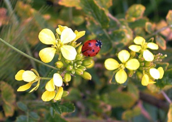 Καιρός: Λιακάδα και άνοδος της θερμοκρασίας
