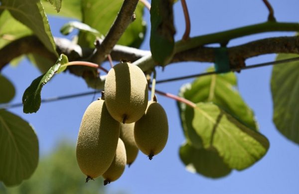 Ακτινιδιά: Προστασία από την βαμβακάδα και το βακτηριακό έλκος