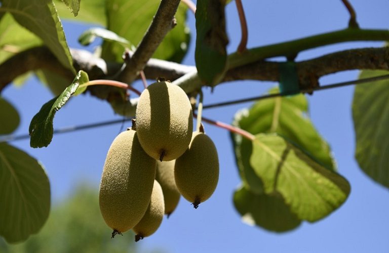 Ακτινιδιά: Προστασία από την βαμβακάδα και το βακτηριακό έλκος