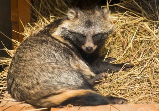 Κοροναϊός: «Δεν υπάρχουν αποδείξεις για την προέλευση από τα ζώα», λέει πρώην υπεύθυνος του κινεζικού CDC