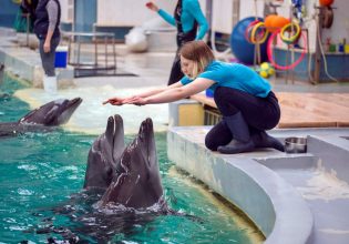 Ουκρανία: Τα δελφίνια του Χαρκόβου βρήκαν καταφύγιο στη Ρουμανία ως πρόσφυγες