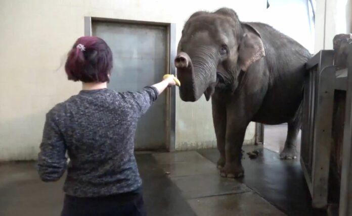 O ελέφαντας που ξεφλουδίζει μπανάνες σαν άνθρωπος – Βίντεο