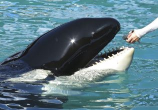 Free Lolita: Όρκα θα επιστρέψει στον ωκεανό έπειτα από μισό αιώνα αιχμαλωσίας