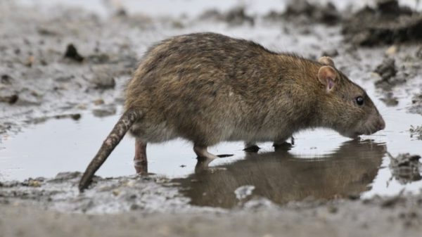 Η Νέα Υόρκη προσέλαβε την «τσαρίνα των ποντικιών» – Τι ψάχνουν στην Ελλάδα