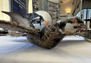 Νεκρά πουλιά ξαναπετούν ως ζόμπι για χάρη της επιστήμης – Βίντεο