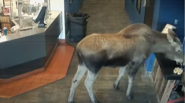 Άλκη μπήκε σε κινηματογράφο στην Αλάσκα και έφαγε ποπ κορν