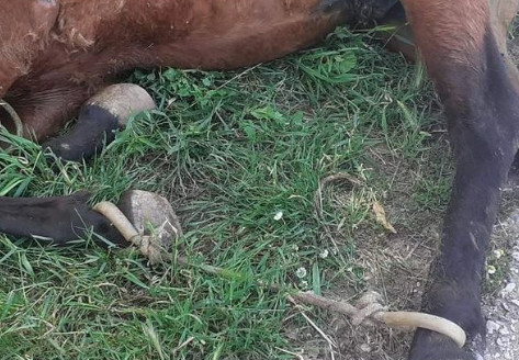 Animal cruelty in Kia: Overgrazed horse “hanging” on slope from exhaustion