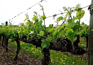 Αμπέλι: Προστασία της νέας βλάστησης από το ωίδιο