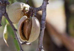 Λάρισα: Σε απόγνωση αμυγδαλοπαραγωγοί – Μένουν εκτός de minimis