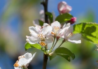 Μηλιά: Προσοχή στις ανοιξιάτικες προσβολές – Πώς να τις αντιμετωπίσετε