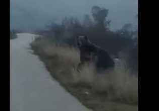 Αντιμέτωπος με αρκούδες οδηγός λίγο έξω από τη Σιάτιστα Κοζάνης – Δείτε βίντεο