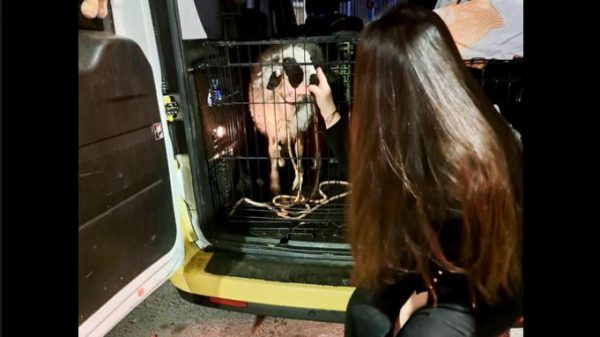 Έσωσαν αρνάκι που προοριζόταν για σφαγή μπροστά σε κόσμο για το Πάσχα