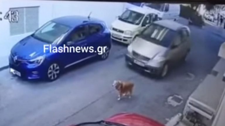 «Θεώρησα ότι ο σκύλος είχε φύγει», ισχυρίζεται η 63χρονη που τον πάτησε στην Κρήτη