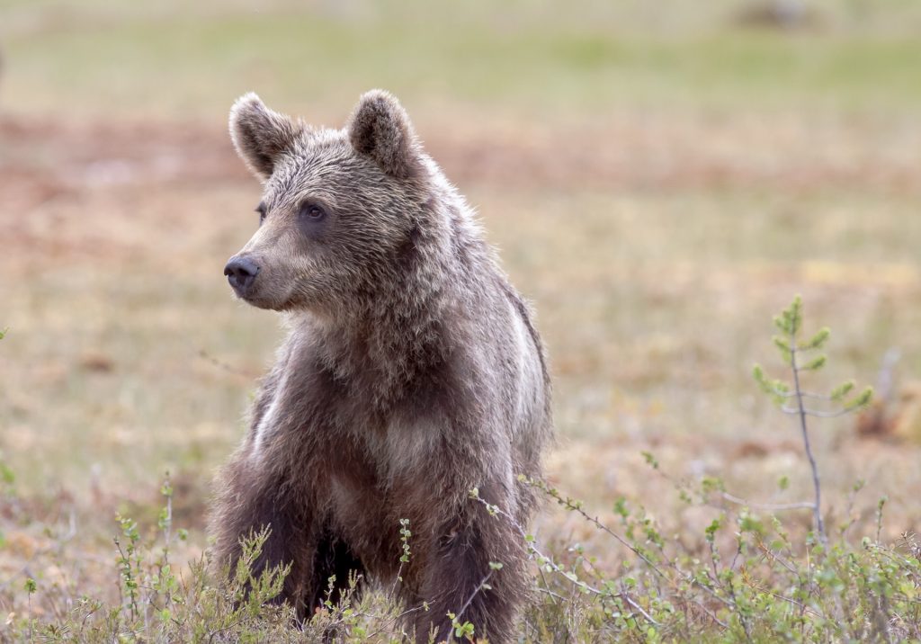 Οικογένεια αρκούδων στο Μέτσοβο…το «έριξε έξω» με κρασί και τσίπουρο