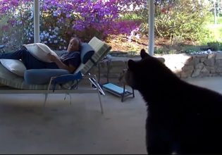 ΗΠΑ: Τον επισκέφτηκε αρκούδα στη βεράντα του