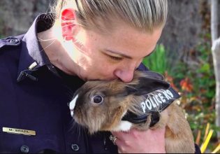 Αστυνομία: Ο Πέρσι, το κουνέλι Κ9 για την ψυχική υγεία των ενστόλων