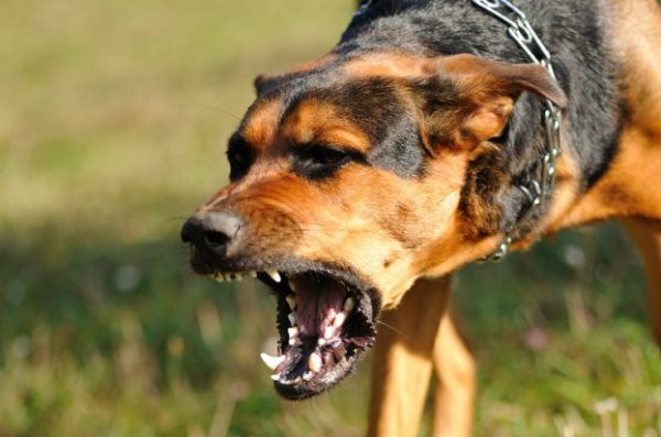 Κρήτη: Αγέλη σκύλων κατασπάραξε κουνέλια σε μαντρί - Στο νοσοκομείο ο κτηνοτρόφος από το σοκ