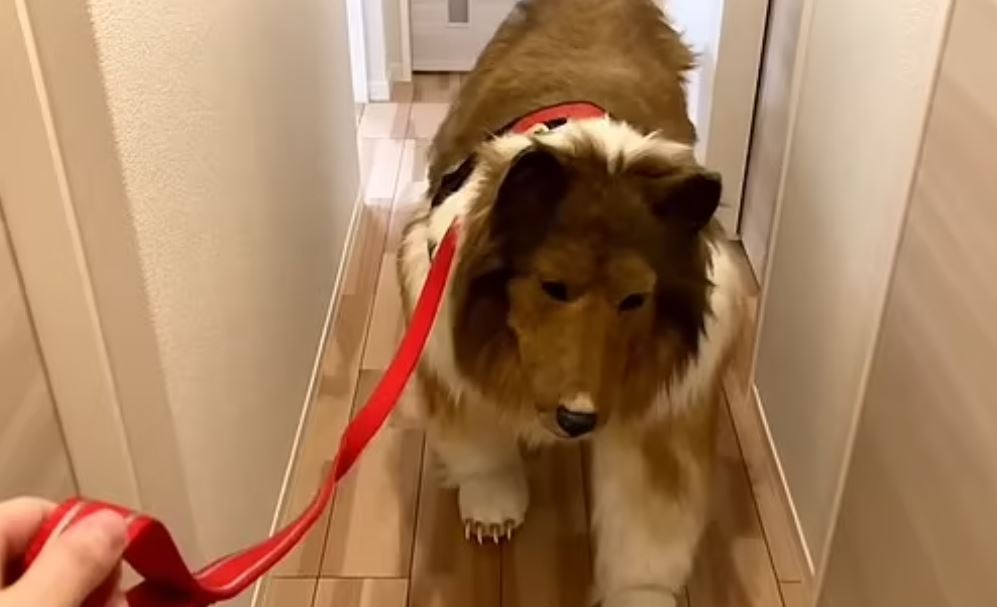 Daily Mail: Άνδρας που ξόδεψε 13.500 ευρώ για μια στολή σκύλου δείχνει πόσο ωραία είναι η ζωή ενός τετράποδου