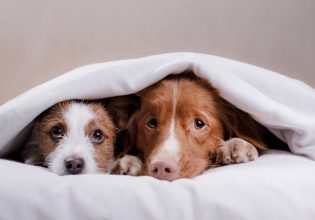 Πώς να προστατεύσετε τα ζωάκια που φοβούνται τα βεγγαλικά