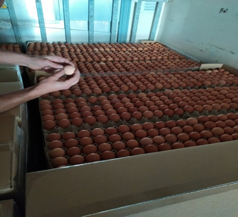 ΣΔΟΕ: Κατέσχεσε 300.000 αυγά Βουλγαρίας που θα τα «βάφτιζαν» ελληνικά για το Πάσχα