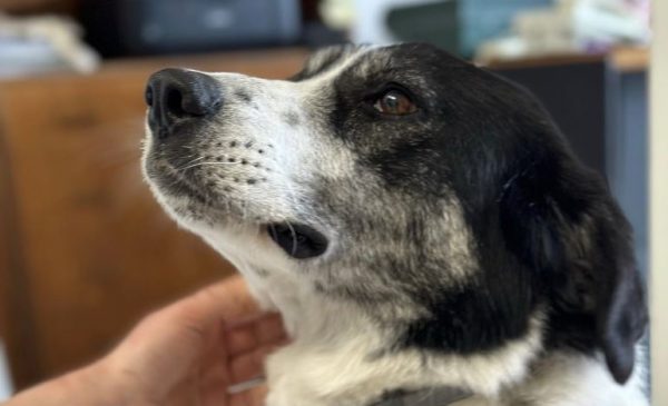 Η Σχολή Μωραΐτη υιοθέτησε τη Μαρίτσα: Η σκυλίτσα που μεγαλώνει με τα παιδιά