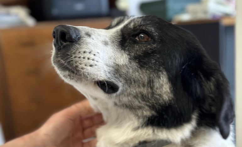 Η Σχολή Μωραΐτη υιοθέτησε τη Μαρίτσα: Η σκυλίτσα που μεγαλώνει με τα παιδιά