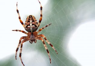 Αράχνες: Ο σεξουαλικός κανιβαλισμός αγιάζει.. τα μέσα – Γιατί οι θηλυκές παριστάνουν τις νεκρές στο σεξ;