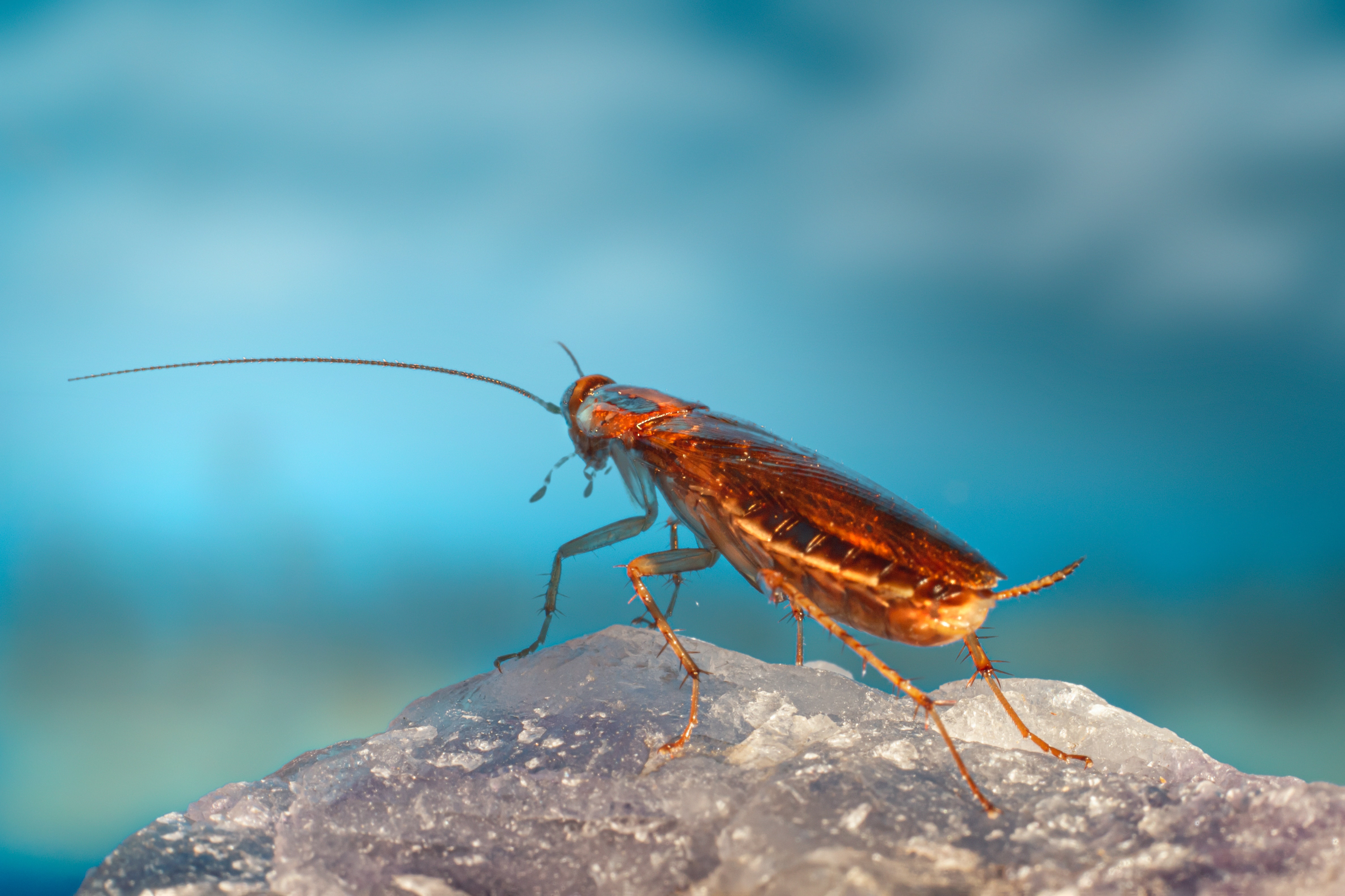 Απίστευτο περιστατικό στην Ονδούρα: Νεκρή κατσαρίδα αφαιρέθηκε από τον κόλπο γυναίκας