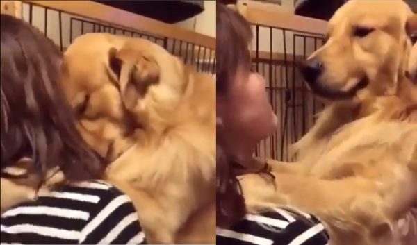 Σκύλος: Υιοθετήθηκε από καταφύγιο και δεν μπορεί να συγκρατήσει τη χαρά του