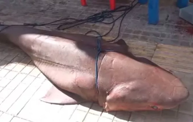 Καρχαρία 300 κιλών έπιασαν ψαράδες στην Ιεράπετρα