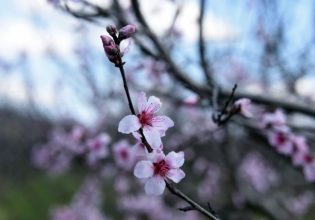Κερασιά: Επίκαιρες επεμβάσεις για αντιμετώπιση εχθρών και ασθενειών