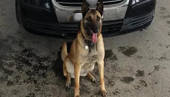 Αλεξανδρούπολη: Πάνω από 25 κιλά κάνναβης εντόπισε η «Laika» σε ΙΧ – Συνελήφθη ο οδηγός