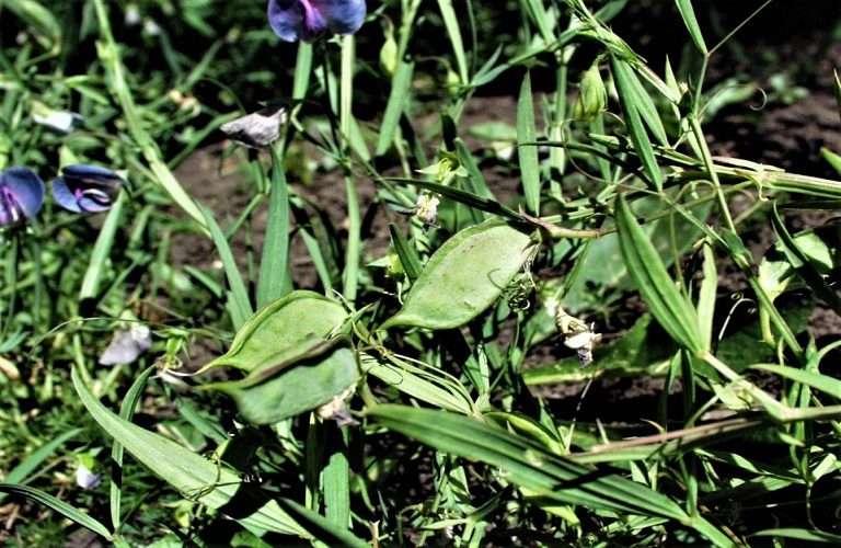 Λαθούρι: Πώς θα αντιμετωπίσετε τις προσβολές περονόσπορου και θρίπα