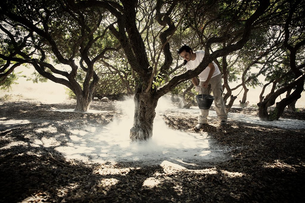 Ένωση Μαστιχοπαραγωγών Χίου: Πλήγμα για τα μαστιχόδεντρα η διακοπή άρδευσης