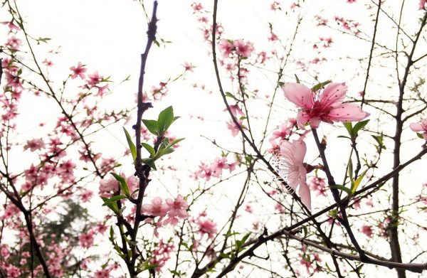 Ροδακινιά: Ανάρσια, Βλαστορύκτης, Φυλλοδέτης – Ξεκίνησαν οι πτήσεις