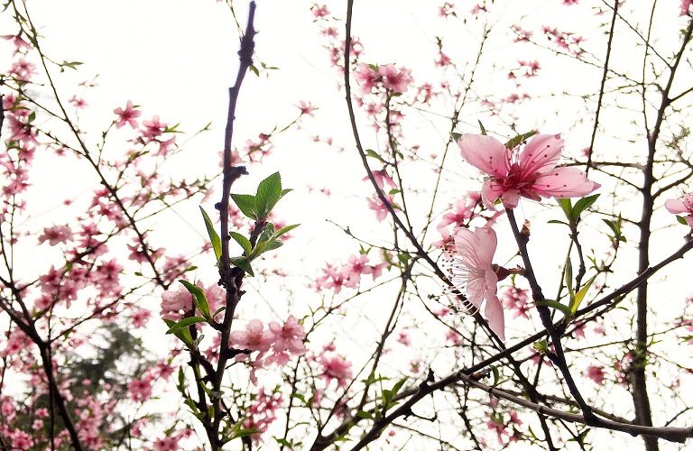 Ροδακινιά: Ανάρσια, Βλαστορύκτης, Φυλλοδέτης – Ξεκίνησαν οι πτήσεις