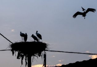 Πιερία: Θλίψη για τους πελαργούς που σκοτώνονται από ηλεκτροπληξία – Λύση ζητούν οι κάτοικοι