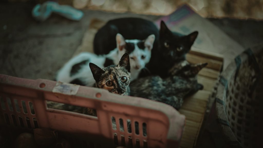 Κτηνωδία στον Βόλο: Πέταξαν νεογέννητα γατάκια στον κάδο κλεισμένα μέσα σε τσουβάλι