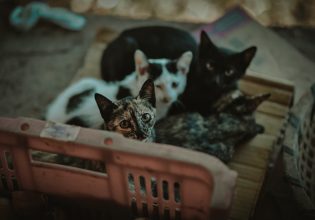 Κτηνωδία στον Βόλο: Πέταξαν νεογέννητα γατάκια στον κάδο κλεισμένα μέσα σε τσουβάλι