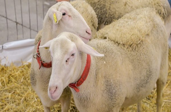 Κτηνοτρόφοι: Αντιδρούν στην ένταξη των αμνοεριφίων στο «καλάθι του Πάσχα»