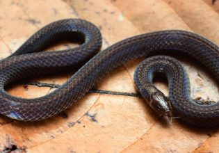 Το φίδι που γίνεται ρόδα για να ξεφύγει από εχθρούς (φωτογραφία)