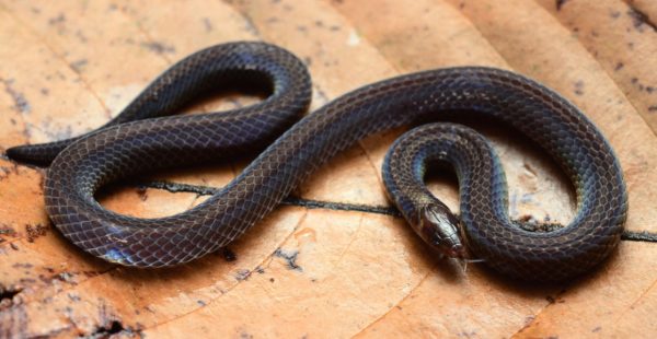 Το φίδι που γίνεται ρόδα για να ξεφύγει από εχθρούς (φωτογραφία)