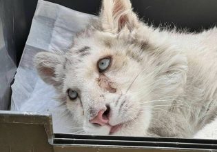 Ευθανασία στο λευκό τιγράκι: «Έσπαγαν τα πλευρά της με μικρές κινήσεις»