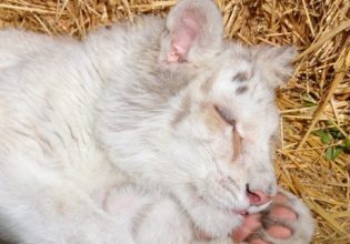 Τιγράκι: Έγινε ευθανασία στην Χασίγια – Η ανακοίνωση του Αττικού Ζωολογικού Πάρκου